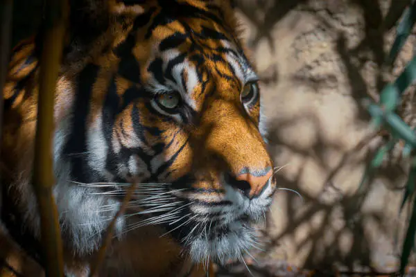 Wilder Tiger; Stress bewältigen; Stress managen